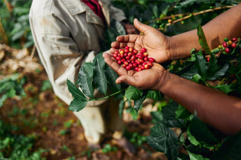 Supplier Biji Kopi Mentah Indonesia untuk Roastery, Grosir & Distributor