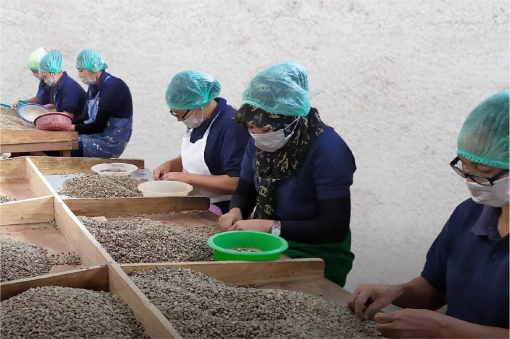 Indonesian Bulk Green Coffee Bean Supplier, Vendor, Wholesale & Manufacturer